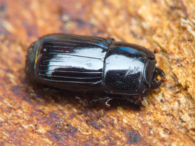 Cylister elongatus (Thunberg, 1787)